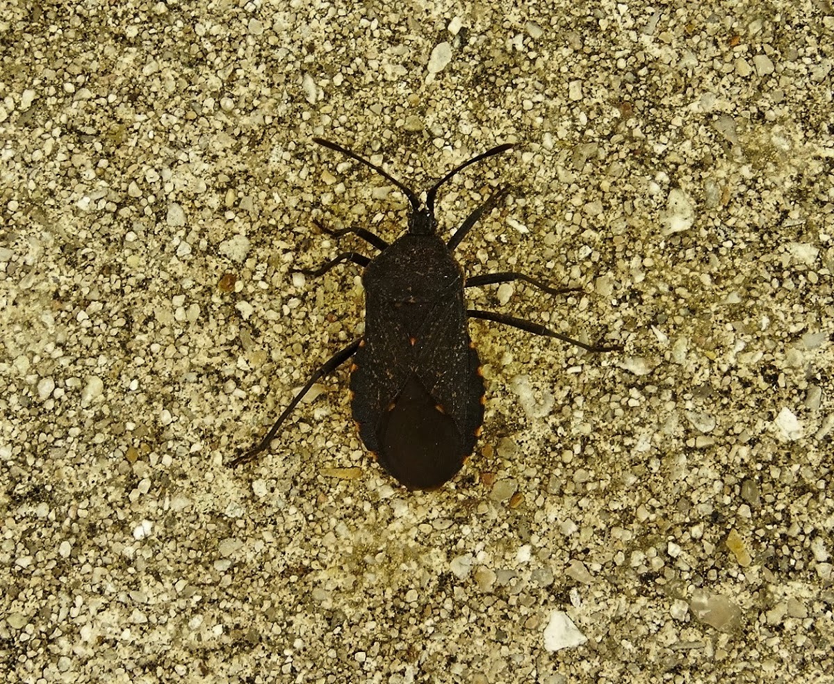 Leaf-footed bug