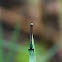 Blue-tailed Damselfly