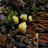 Stemonitis slime mold