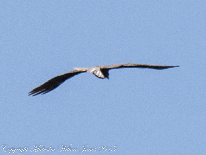 Marsh Harrier; Aguilucho Lagunero