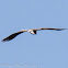 Marsh Harrier; Aguilucho Lagunero