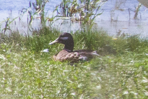 Mallard