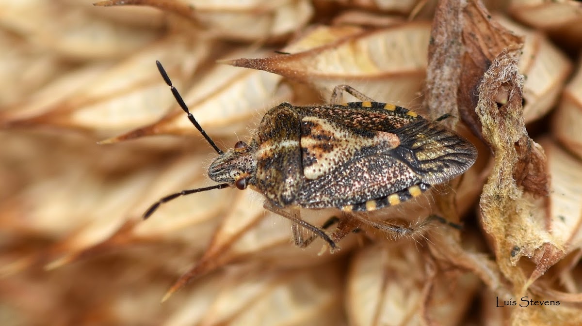 African Cluster Bug