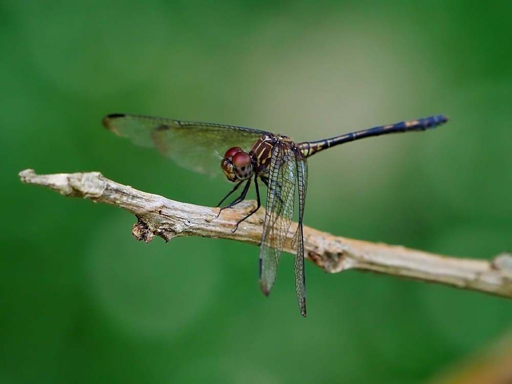 Libélula (Brown setwing)