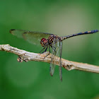 Libélula (Brown setwing)