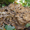 Hen of the Woods / Maitake