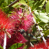 Calliope Hummingbird