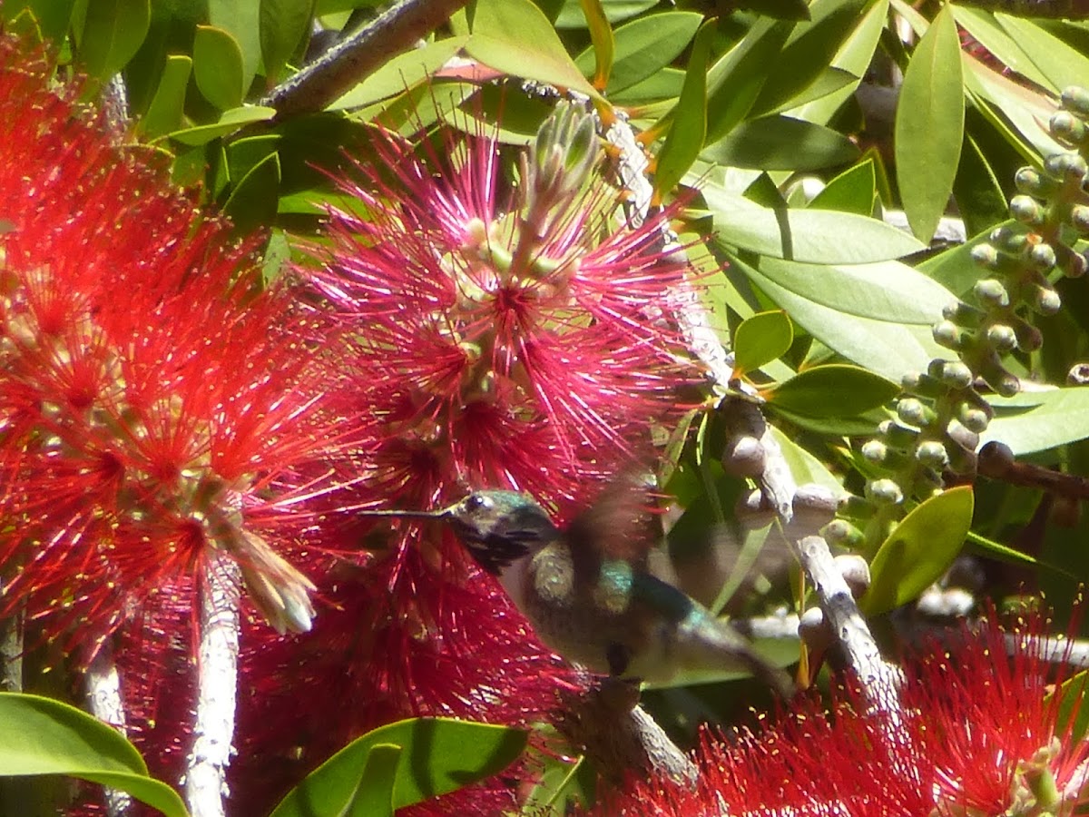 Calliope Hummingbird