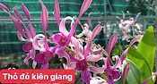 Cây Hoa Lan Nắng Thỏ Đỏ Kiên Giang