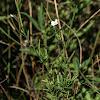 Marsh Willowherb