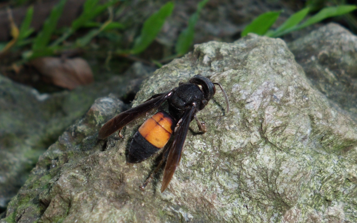 Lesser banded hornet