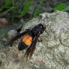 Lesser banded hornet