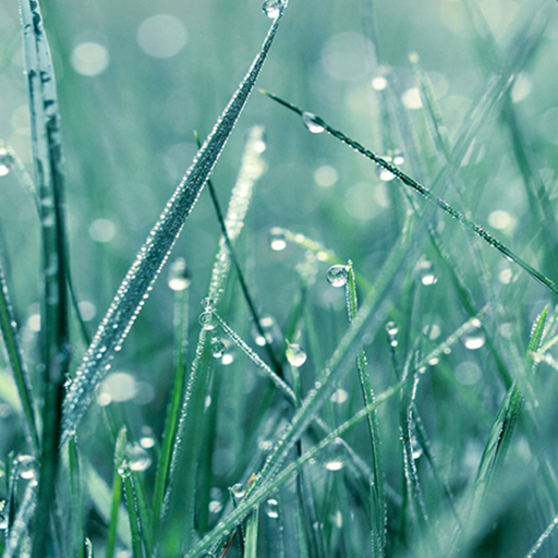 Calm Rain Sounds Relax,Sleep,Meditate,Anti stress