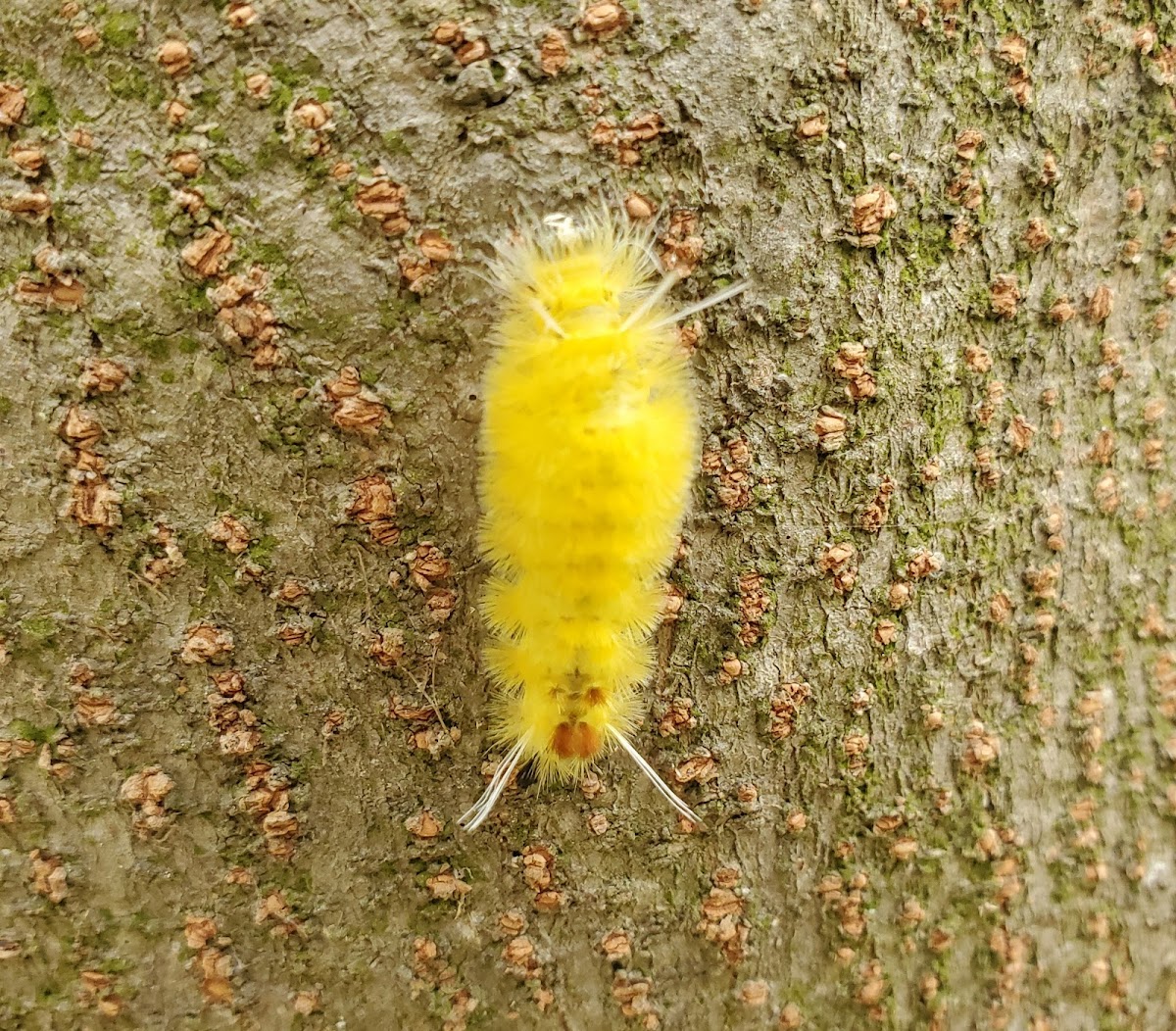 Santa Ana tussock moth caterpillar