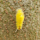 Santa Ana tussock moth caterpillar