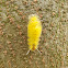 Santa Ana tussock moth caterpillar