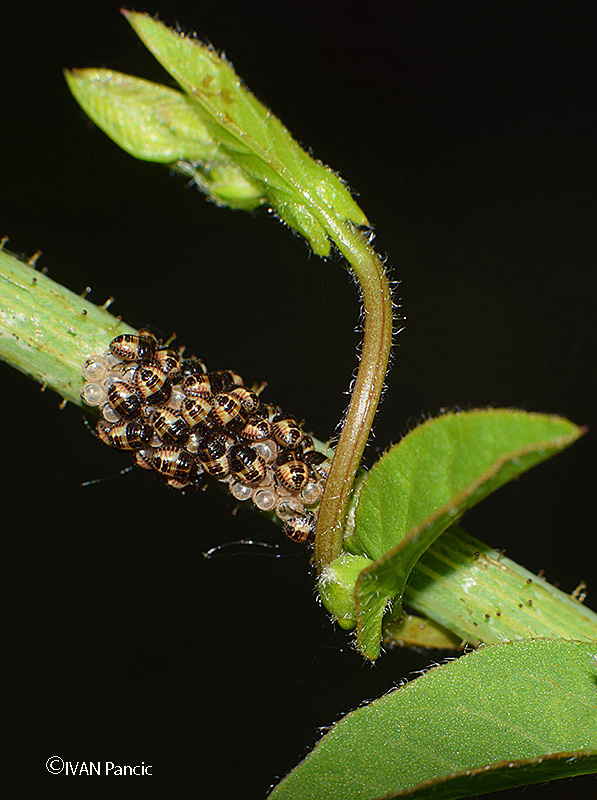 Nymph ID