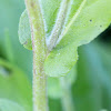 Philadelphia Fleabane