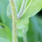 Philadelphia Fleabane