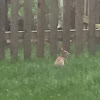 Eastern Cottontail