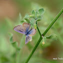 Pea Blue Butterfly