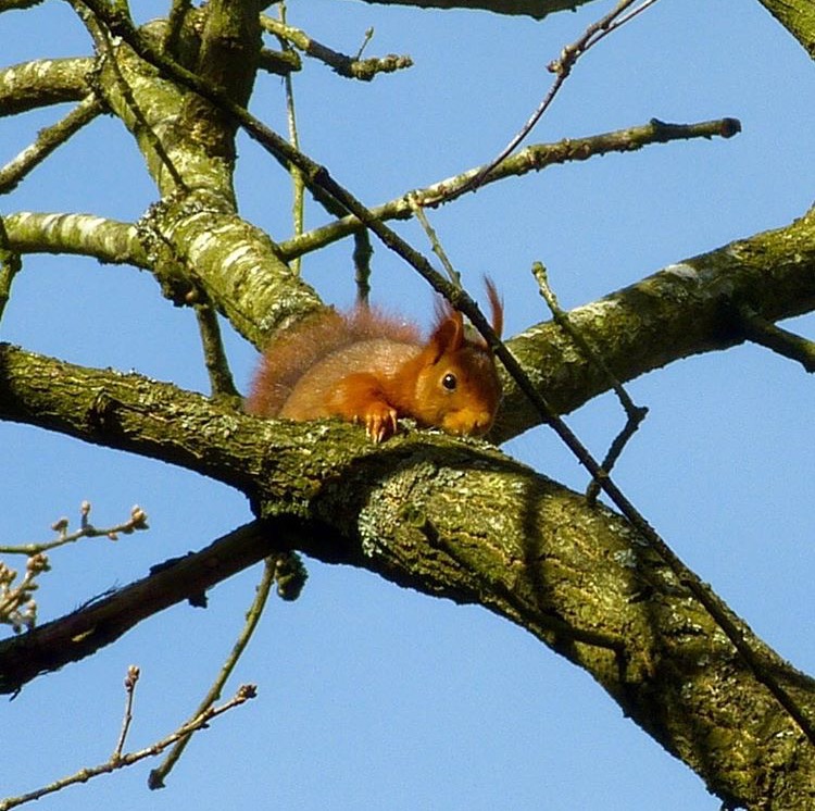 Red squirrel