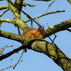 Red squirrel