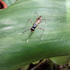 Stilt-legged Fly