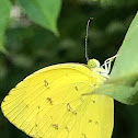 Scallop Grass Yellow