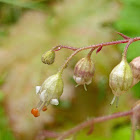 Alpine Heuchera