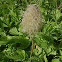 Pasqueflower