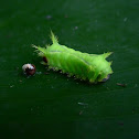 Slug Catterpillar Moth