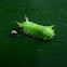 Slug Catterpillar Moth