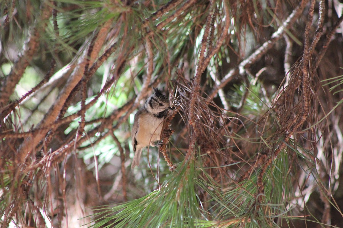 Crested tit