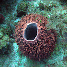 Giant Barrel Sponge