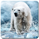 Download Polar Bear Wallpaper HD For PC Windows and Mac 1.0