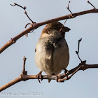 House Sparrow; Gorrión Común