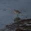 Long billed curlew