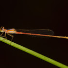 Damselfly