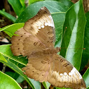 Common/Dakhan Baron (Male)