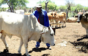 January 17, 2017. Farmer  Ramokapono   Lucas   Ikaneng  pointing to one of his stolen and recovered cows at his kraal in Braklaagte, Zeerust. Pic: Tiro Ramatlhatse. © Sowetan