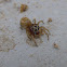 Jumping Spider