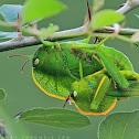Hooded Grasshopper