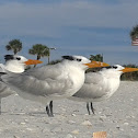 Caspian Tern