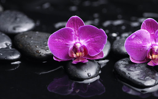 Orchid Live Wallpaper Plant