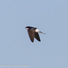 House Martin; Avión Común