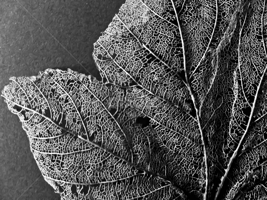 leaf still life photography  black png download - 1200*806
