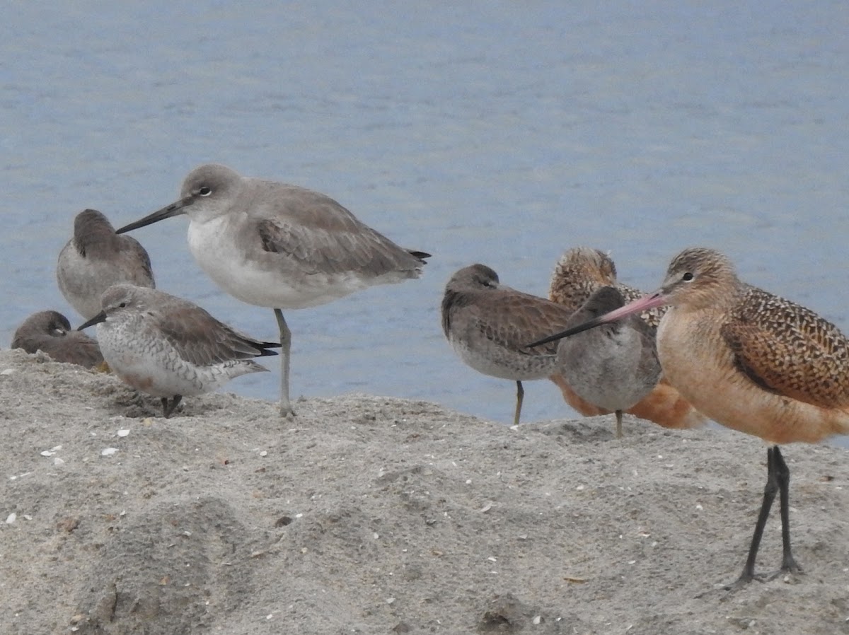 red knot winter plumage