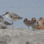 red knot winter plumage