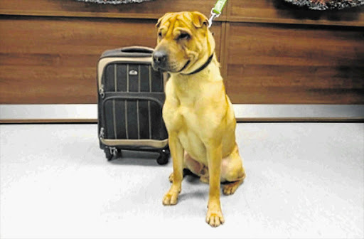 A DOG'S TALE: 'Kai' was found abandoned, along with a suitcase filled with his belongings, tied to a railing outside Ayr railway station in Scotland. The Scottish SPCA received hundreds of messages of help online after Wimbledon champion Andy Murray tweeted about Kai. The new hi-tech collar will help owners to keep track of pets